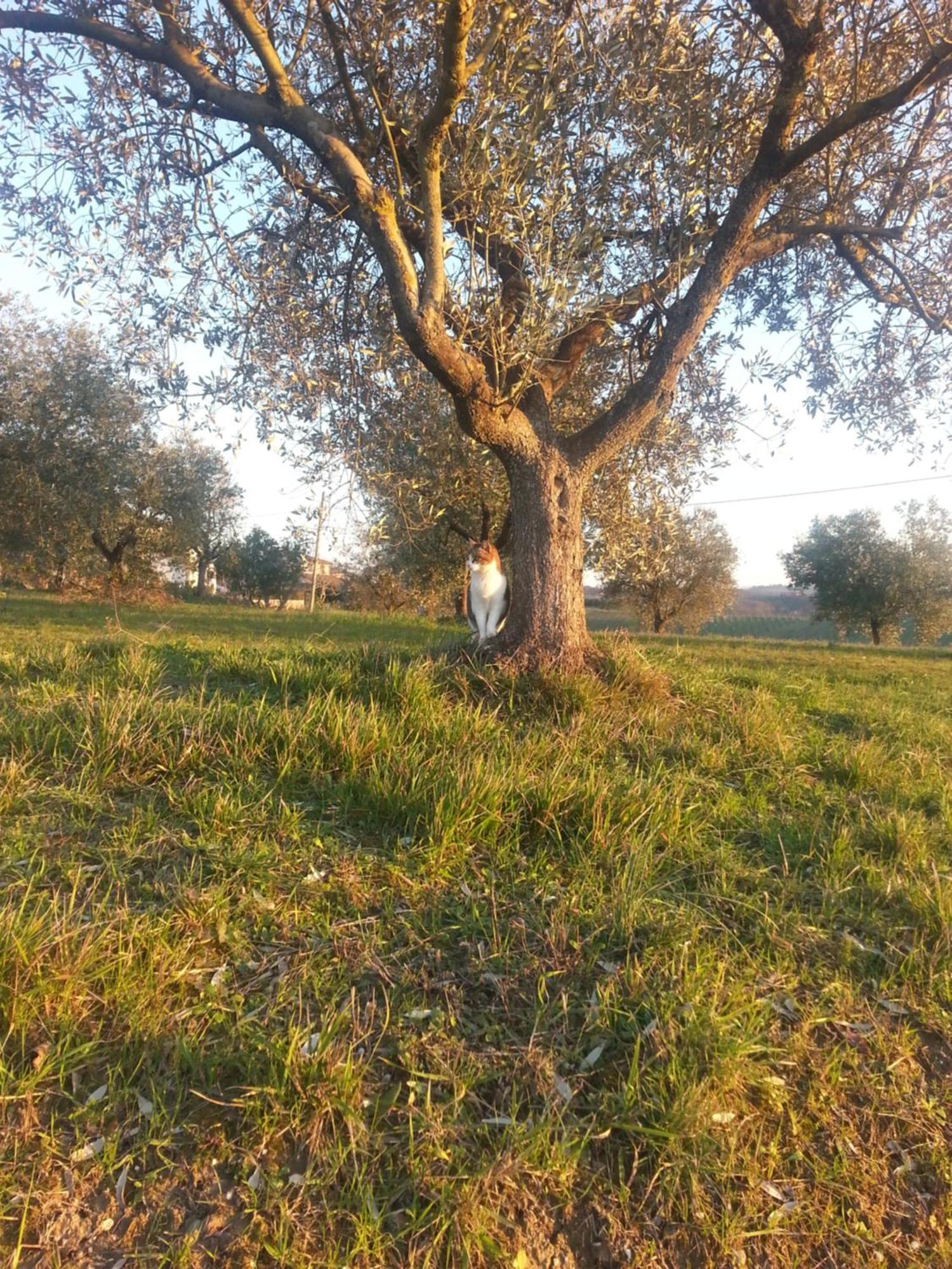 Casa Vacanze Santa Maria Certaldo Luaran gambar